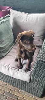 Pup Nova 10 mei geboren, Standaard, 15 weken tot 1 jaar, Korthaar, Teef