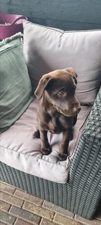 Pup Nova 10 mei geboren, Dieren en Toebehoren, Honden | Teckels en Dashonden, Teef, Korthaar, Standaard, Particulier, Eén hond