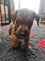 Jack russel pups, Dieren en Toebehoren, Honden | Jack Russells en Terriërs, Jack Russell Terriër, 8 tot 15 weken, Meerdere, Meerdere dieren