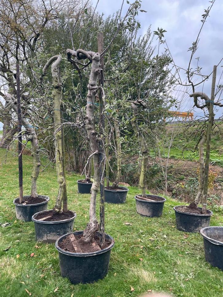 Oude Elstar Appelbomen, Tuin en Terras, Planten | Bomen, Overige soorten, 100 tot 250 cm, Volle zon, Lente, In pot, Ophalen