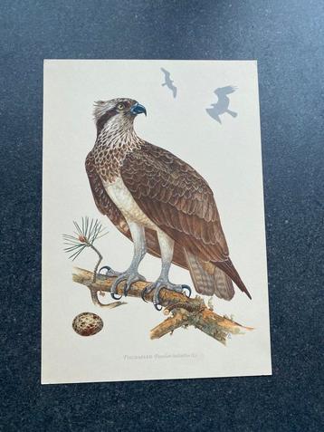 11 oude prenten  roofvogels 16,5x24 samen 20 euro oa buizerd beschikbaar voor biedingen