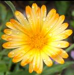 Goudsbloem stekken, Tuin en Terras, Planten | Tuinplanten, Ophalen, Zomer, Volle zon