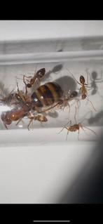 Camponotus maculatus subnudes koningin 10+ werksters, Dieren en Toebehoren, Insecten en Spinnen, Mieren