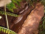 Jonge Aztec boa constrictor ongeveer 1 jaar oud. Mannetje, Dieren en Toebehoren, Reptielen en Amfibieën, Slang, Tam, 0 tot 2 jaar