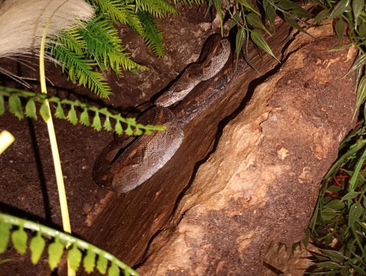 Jonge Aztec boa constrictor ongeveer 1 jaar oud. Mannetje, Dieren en Toebehoren, Reptielen en Amfibieën, Slang, 0 tot 2 jaar, Tam