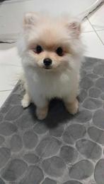 ✨ Pomeranian teefje – 4 maanden – Wit – Super lief & speels, Particulier, Rabiës (hondsdolheid), Overige rassen, 8 tot 15 weken