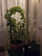 Zoete Aardappel Plant in Pot, Ophalen of Verzenden