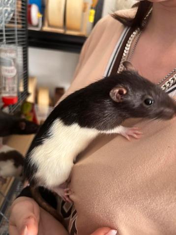 3 ratten ratjes beschikbaar.2 van 5 maanden en 1 van 4 maand beschikbaar voor biedingen