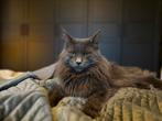 Dekkater Maine coon met stamboom, Dieren en Toebehoren, Katten en Kittens | Dekkaters, 0 tot 2 jaar