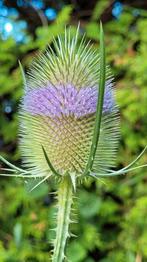 Kaardebol / Dipsacus fullonum eerste jaars stekken, Tuin en Terras, Ophalen, Zomer, Overige soorten, Volle zon
