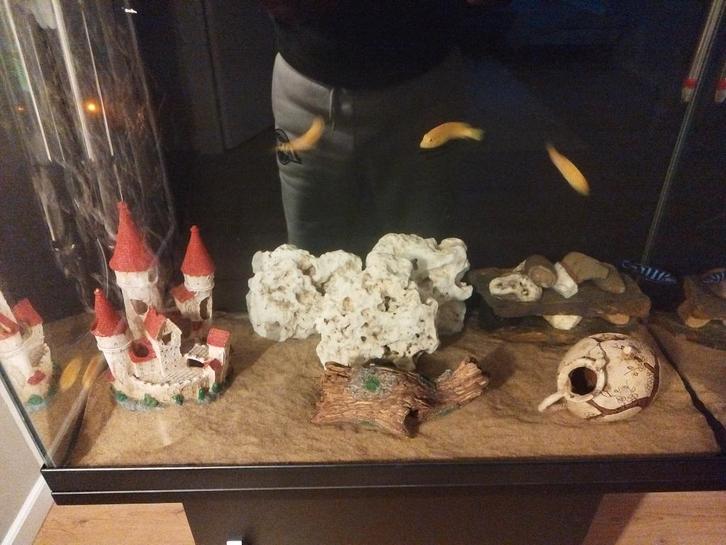 Does anyone want to give free fish?, Dieren en Toebehoren, Vissen | Aquariumvissen, Vis, Schoolvis