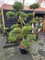 Pinus sylvestris vormsnoei bonsai pon pon groot 180cm, Bloeit niet, Overige soorten, Minder dan 100 cm, Ophalen