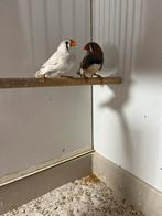 Jonge zebravinken, Dieren en Toebehoren, Meerdere dieren, Tropenvogel
