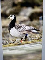 Brandgans gezocht, Dieren en Toebehoren, Geslacht onbekend, Gans of Zwaan