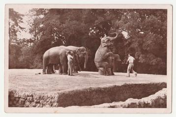 Dierentuinen.  Paris.  Olifanten. beschikbaar voor biedingen
