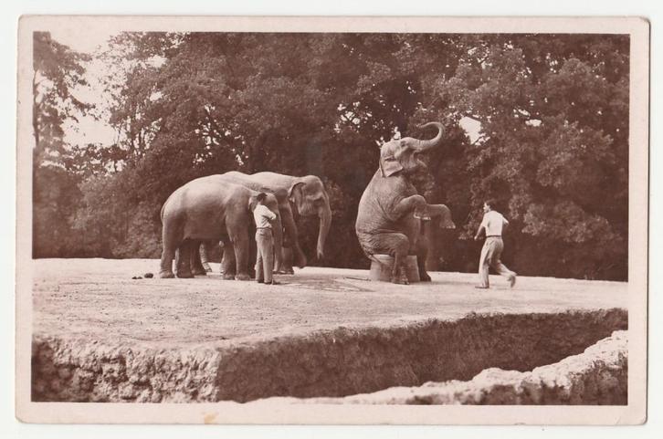 Dierentuinen.  Paris.  Olifanten., Verzamelen, Ansichtkaarten | Themakaarten, Ongelopen, 1920 tot 1940, Overige thema's, Verzenden