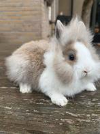 Dwerg baby konijntjes, Dieren en Toebehoren, Konijnen, Meerdere dieren, Dwerg