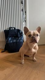 Puppy backpack, Ophalen of Verzenden