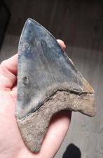 Megalodon tand, Verzamelen, Mineralen en Fossielen, Ophalen of Verzenden, Fossiel