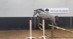 2,5 jarige springhengst schimmel, Dieren en Toebehoren, Springpaard, Gechipt, Hengst, 3 tot 6 jaar