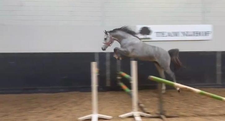 2,5 jarige springhengst schimmel, Dieren en Toebehoren, Paarden, Hengst, Onbeleerd, 160 tot 165 cm, 3 tot 6 jaar, Springpaard