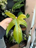 Philodendron florida ghost stek 5, Huis en Inrichting, Kamerplanten, Ophalen of Verzenden