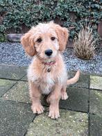 Golden doodle van 13 wk, Dieren en Toebehoren, Honden | Retrievers, Spaniëls en Waterhonden, Golden retriever, 8 tot 15 weken