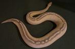 Ball python highway/asphalt, Dieren en Toebehoren, Reptielen en Amfibieën, Slang