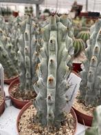 Cactus Stenocereus Beneckei van oorsprong Centraal Mexico, Ophalen of Verzenden, Minder dan 100 cm, Bloeiende kamerplant, Volle zon