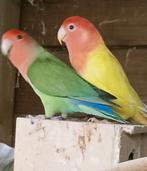 Prachtig koppel agapornis roseicollie opaline lutino tam, Meerdere dieren, Dwergpapegaai of Agapornis, Geringd