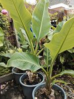 Musella lasiocarpa, Ophalen, Zomer, Volle zon