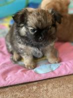 Chihuahua pups, Reu, Meerdere, Chihuahua, Nederland