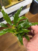 Anubias minima, Ophalen of Verzenden, Nieuw, Plant(en), Steen of Hout