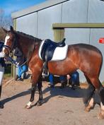 Lieve brave allround E-pony te koop, merrie 12 jaar, Dieren en Toebehoren, Merrie, Recreatiepony, 11 jaar of ouder