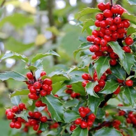 Ilex meserveae blue Princess. Hulst haagplanten P9, Tuin en Terras, Planten | Struiken en Hagen, Haag, Hulst, Minder dan 100 cm