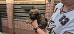 Shihtzu pups 1100 euro, Dieren en Toebehoren, Overige rassen, Meerdere, Meerdere dieren, Nederland