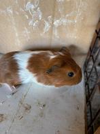 Jonge cavia’s, Dieren en Toebehoren, Knaagdieren, Cavia, Meerdere dieren, Tam, September