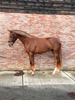 Super brave 3,5 jarige blonde vos ruin., Dieren en Toebehoren, Paarden, Gechipt, Ruin, Dressuurpaard, Zadelmak