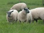 Bleu du maine schapen, Dieren en Toebehoren, Schapen, Geiten en Varkens, Vrouwelijk, Schaap, 0 tot 2 jaar