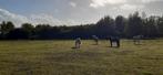 Plek vrij voor pony of paard, Dieren en Toebehoren, Stalling en Weidegang