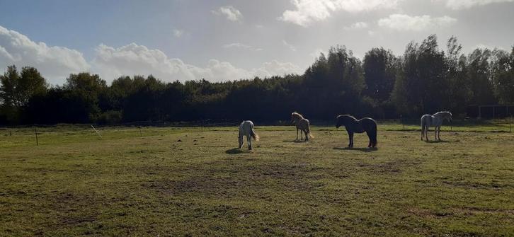Plek vrij voor pony of paard, Dieren en Toebehoren, Stalling en Weidegang
