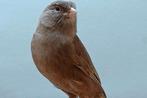 Kanarie pastel bruin, Dieren en Toebehoren, Vogels | Kanaries, Mannelijk, Kleurkanarie
