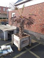 gratis palmboom in bak, 100 tot 250 cm, Zomer, Palmboom, Ophalen