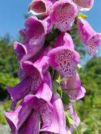 zaden van Vingerhoedskruid of Digitalis, Ophalen of Verzenden, Voorjaar, Volle zon, Zaad