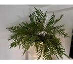 Grote gezonde blauwvaren Phlebodium, Huis en Inrichting, Kamerplanten, Ophalen, Halfschaduw, Minder dan 100 cm