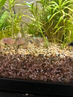 Corydora Sterbai, Vis