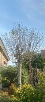 Diverse grote planten/ bomen., Tuin en Terras, Ophalen, Overige soorten, 100 tot 250 cm