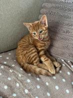 Lieve, rode kitten (kater) zoekt liefdevol thuis, Kater, Kortharig, 0 tot 2 jaar