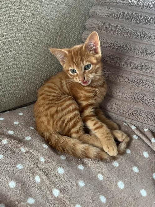 Lieve, rode kitten (kater) zoekt liefdevol thuis, Dieren en Toebehoren, Katten en Kittens | Overige Katten, Kortharig, Kater, 0 tot 2 jaar