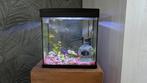 Aquarium+ inhoud, Dieren en Toebehoren, Ophalen, Gebruikt, Gevuld zoetwateraquarium